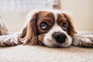 världens sötaste hund