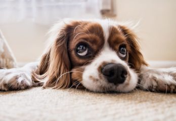 världens sötaste hund