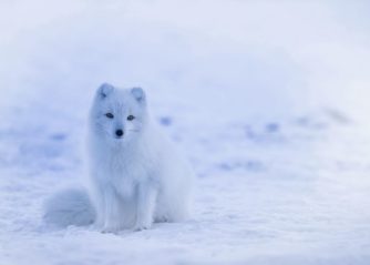 fakta om fjärilar
