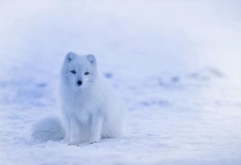 fakta om fjärilar