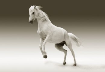 farligaste spindeln