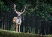 världens sötaste söta katter