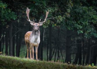 världens sötaste söta katter