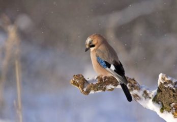 vilket är världens farligaste djur
